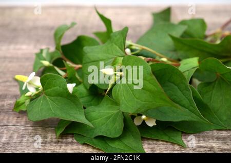 Houttuynia cordata Thunb Zweige Stockfoto