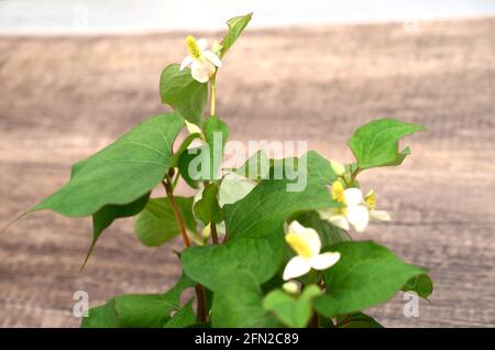 Houttuynia cordata Blätter. Gemüse und Kräuter Stockfoto