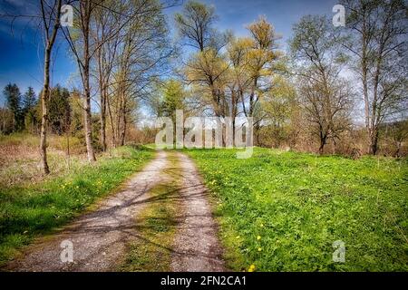 DE - BAYERN: Frühling im Loisach Moor bei Bichl (HDR-Fotografie) Stockfoto