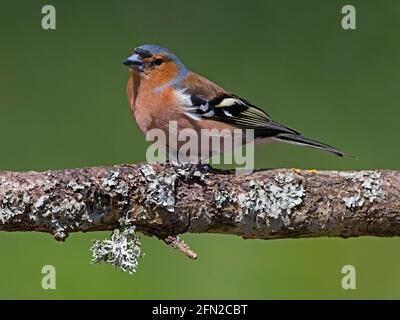 Männlichen Buchfinken thront auf Zweig Stockfoto