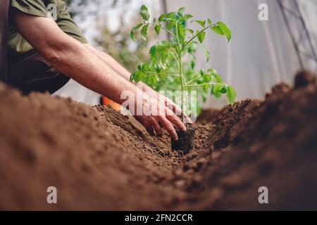 Landwirt hält Tomatenpflanze im Gewächshaus, hausgemachten Bio-Gemüse. Stockfoto