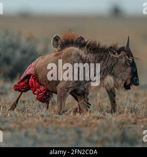 Die Beute wird in diesem schwer zu beobachtendem Bild grob in zwei verortet. KENIA: GORY-BILDER haben einen Gnus eingefangen, dessen EINGEWEIDE nach dem Aufstehen hängen Stockfoto