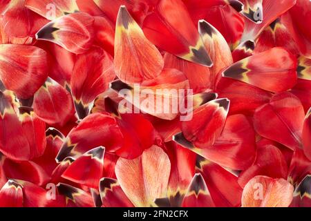 Rot und gelb gefärbte Tulpenblüten Textur Hintergrund Stockfoto