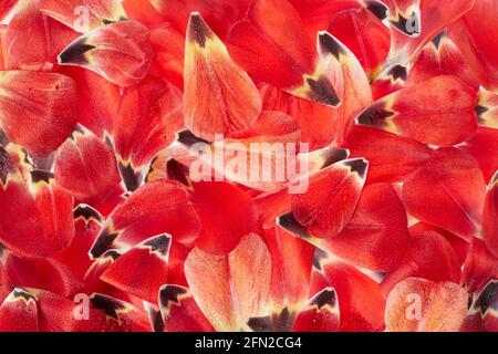 Rote Tulpenblätter Textur Hintergrund mit Wassertropfen Stockfoto