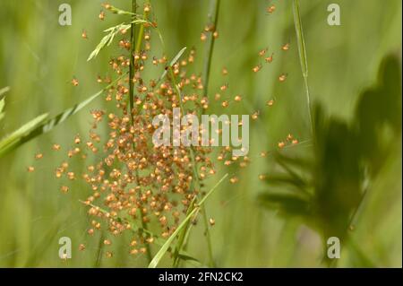 Geschlüpftes Baby Araneus Diadematus Garten Spinnen im Wald Stockfoto