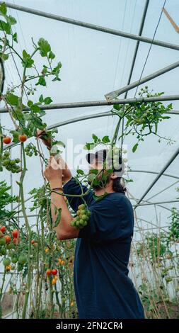 Jungbauern ernten Kirschtomaten, Gewächshaus, Bauern Hände frisch geerntet Stockfoto