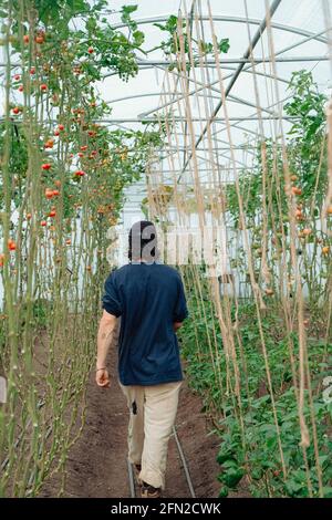 Mann, der in einem Gewächshaus läuft, Gemüse und Kirschtomaten, nachhaltige und natürliche Landwirtschaft Stockfoto