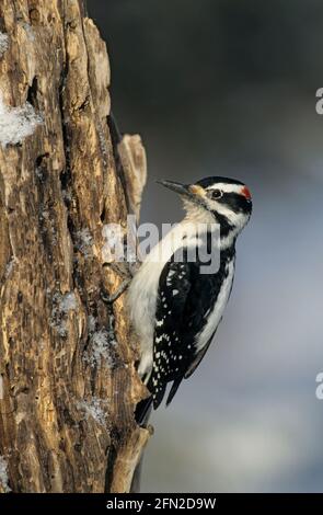 Hairy Woodpecker Picoides villosus Montana, USA BI006363 Stockfoto