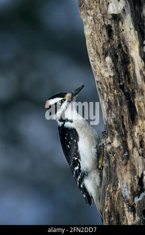 Hairy Woodpecker Picoides villosus Montana, USA BI006364 Stockfoto