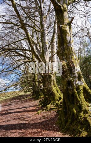 Dorf Drewesteignton am Dartmoor Stockfoto