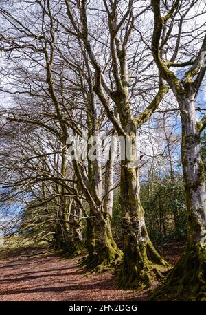 Dorf Drewesteignton am Dartmoor Stockfoto