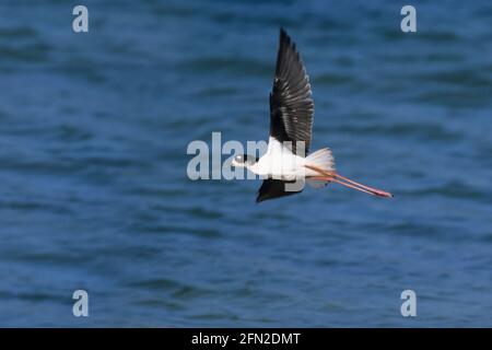 Hawaiian Slip - Abheben von Himantopus himantopus knudseni Kuaua'i Island, Hawaii BI006407 Stockfoto