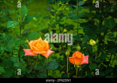 Chinesische Rosenblüte blüht im Garten Stockfoto