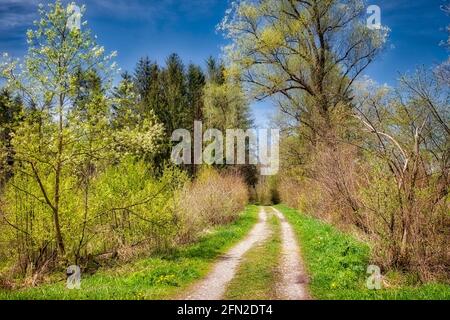 DE - BAYERN: Frühling im Loisach Moor bei Bichl (HDR-Fotografie) Stockfoto