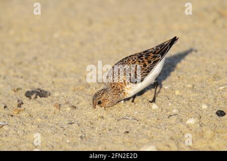 Sanderling - Fütterung von Horseshoe Crab Eggs Calidris alba New Jersey, USA BI006429 Stockfoto