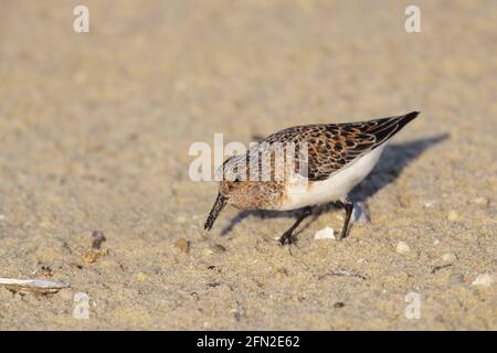 Sanderling - Fütterung von Horseshoe Crab Eggs Calidris alba New Jersey, USA BI019446 Stockfoto