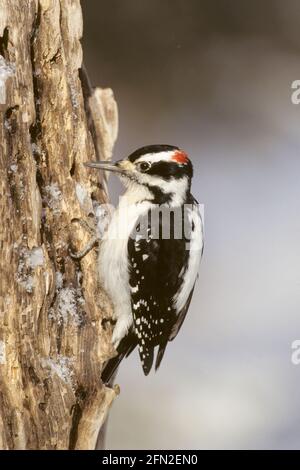 Hairy Woodpecker Picoides villosus Montana, USA BI019576 Stockfoto