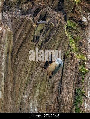 Ein Nuthatch Sitta europaea beschäftigt in der Gegend um seine Nistloch in einem alten Baum Stockfoto