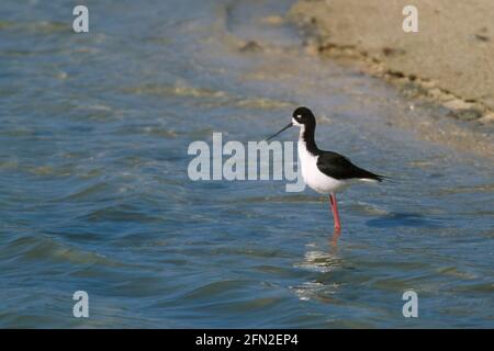 Hawaiian STilt Himantopus himantopus knudseni Kuaua'i Island, Hawaii BI027001 Stockfoto