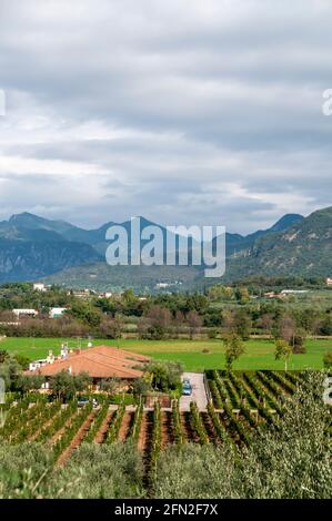 Weinberge und das südliche Ende der italienischen Alpen auf der Westseite des Gardasees in Norditalien. Stockfoto