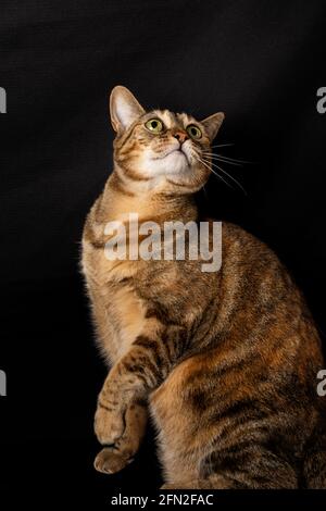Breite Aufnahme einer sitzenden Katze mit aufgehobenen Pfoten, die nach oben schaut, auf schwarzem Hintergrund, im Porträt, Mit Kopierbereich Stockfoto