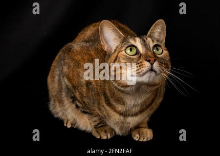 Ansicht einer tabby Katze mit grünen Augen liegend, nach oben schauend, auf schwarzem Hintergrund, horizontal Stockfoto