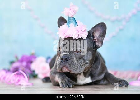 Französische Bulldogge mit Hut zum Geburtstagsteil, vorne liegend Von verschwommenem violettem Hintergrund mit Papierstreamern Stockfoto