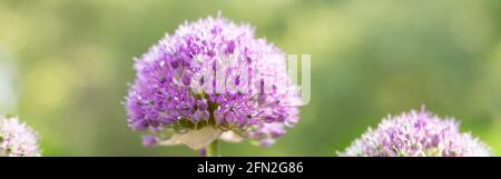Schöne violette Blüten der ornamentalen Zwiebelsorte Globemaster. Stockfoto