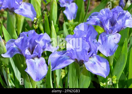 Schöne bunte große lila Iris Blumen wachsen auf einer Wiese im Garten. Stockfoto