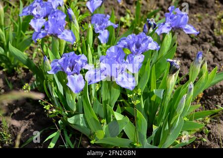Schöne bunte große lila Iris Blumen wachsen auf einer Wiese im Garten. Stockfoto