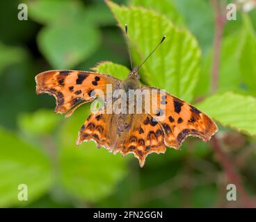 Comma Butterfly, Polygonia c-Album, ruhend auf Brambles mit Schnabel, Peck Damage on ITS Wing After The Attack von EINEM BirdStanpit Marsh UK Stockfoto