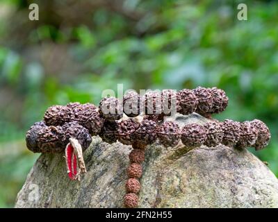 Nahaufnahme von mala-Gebetsperlen, die in der Natur für die Vermittlung über Felsen hängen, Ecuador. Stockfoto