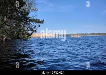 Der Sokas-See im Kemeri-Nationalpark Lettland Stockfoto