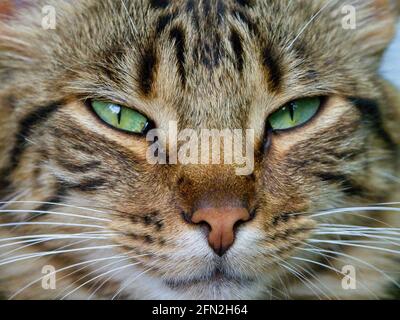 Nahaufnahme Porträt von niedlichen tabby Katze mit Schnurrhaare Ecuador. Stockfoto