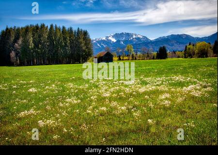 DE - BAYERN: Frühling im Loisach Moor bei Bichl (HDR-Fotografie) Stockfoto