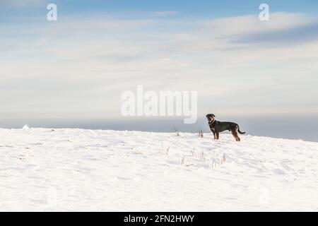 Rottweiler im Schnee Stockfoto