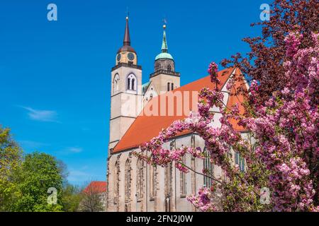 Kirche St. Jochannis (Jochanniskirche) vor Blumen aus Blühender rosiger Kirschbaum im historischen Zentrum von Magdeburg Am blauen Frühling sk Stockfoto