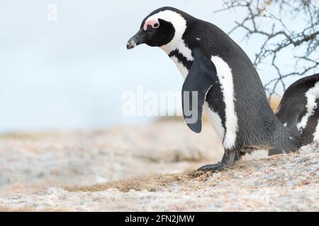 Afrikanischer Pinguin (Spheniscus demersus) Oder Kap und südafrikanischer Pinguin aus der Nähe auf einem Felsen Am Boulders Beach in Kapstadt, Südafrika Stockfoto