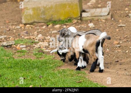 (Capra aegagrus hircus) drei nigerianische Zwergziegen, Ziegenziegen in einer Gruppe, die niedlich aussehen, Streichelzoo für Nutztiere Stockfoto