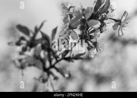 Graustufen Nahaufnahme von getrockneten Pflanzen Stockfoto