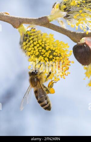 Honigbiene, Honig-Biene, Europäische Honigbiene, Westliche Honigbiene, Biene, Bienen, APIs mellifera, APIs mellifica, Blütenbesuch auf Weide, Salweide Stockfoto