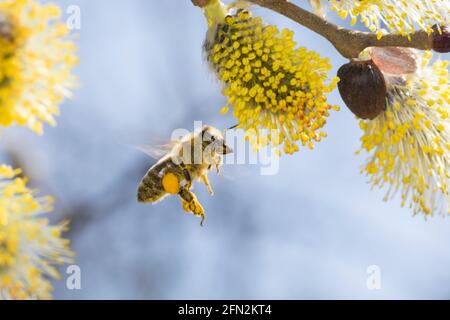 Honigbiene, Honig-Biene, Europäische Honigbiene, Westliche Honigbiene, Biene, Bienen, APIs mellifera, APIs mellifica, Blütenbesuch auf Weide, Salweide Stockfoto