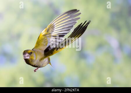 Grünfink, Grünling, Männchen, Flug, Flugbild, fliegend, Grün-Fink, Chloris chloris, Carduelis chloris, Grünfink, männlich, Flug, Verdier d'Europa Stockfoto