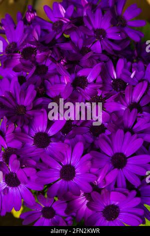 Senetti Pericallis Kobalt blau Hybrid-Blüten. Stockfoto