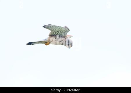 Männlicher gemeiner Turmfalken (Falco tinnunculus) schwebt im Flug Stockfoto