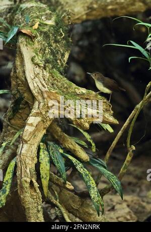 Weißkrümeliger Babbler (Trichastoma rostratum rastratum)-Erwachsener, der auf einem toten Baumstumpf im Taman Negara NP, Malaysia, thront Februar Stockfoto