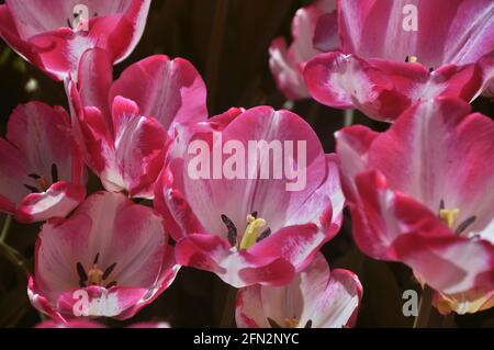 Gestreifte rosa Tulpen vom Tulpenfest Stockfoto