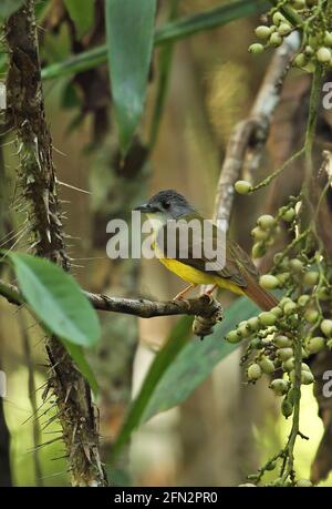 Gelbbauchiger Bulbul (Alophoixus phaeocephalus phaeocephalus) Erwachsener, der im Fruchtbaum Taman Negara NP, Malaysia, thront Februar Stockfoto