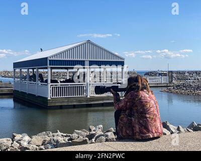 DER FOTOGRAF SITZT AM PIER UND FOTOGRAFIERT VÖGEL MIT LANGER LINSE WÄHREND DER COVID-19-PANDEMIE. Stockfoto