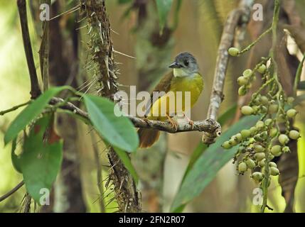 Gelbbauchiger Bulbul (Alophoixus phaeocephalus phaeocephalus) Erwachsener, der im Fruchtbaum Taman Negara NP, Malaysia, thront Februar Stockfoto